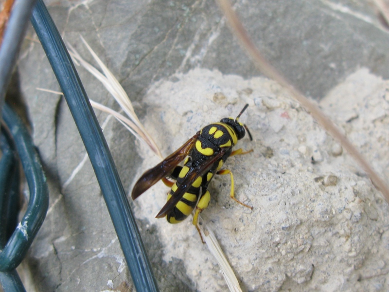 Mi confermate leucospis intermedia?